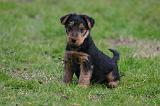 WELSH TERRIER 138
